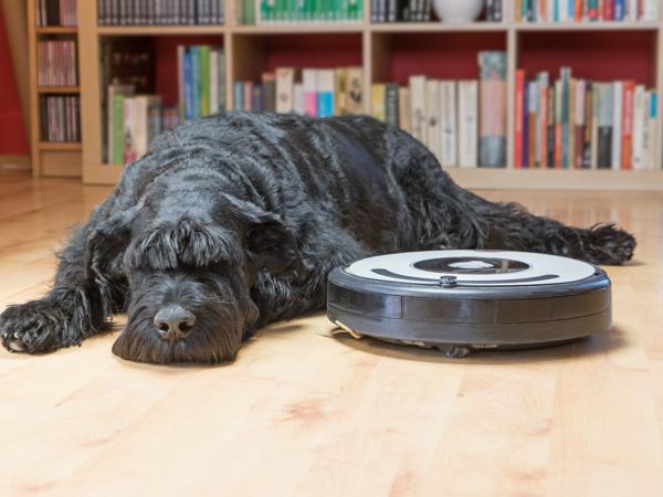 Black Schnauzer and Robot Vacuum