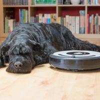 Black Schnauzer and Robot Vacuum